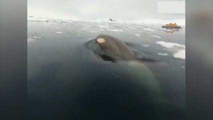 Fueron de visita a la Antártica y tuvieron en un encuentro cercano con una orca