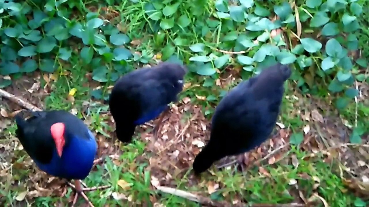Pukeko Bedtime : Gezza's Stream
