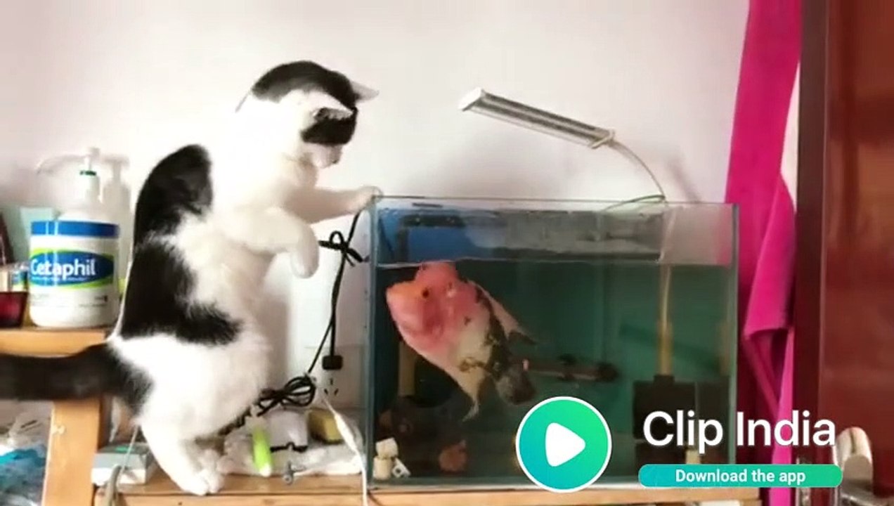 Cat and fish