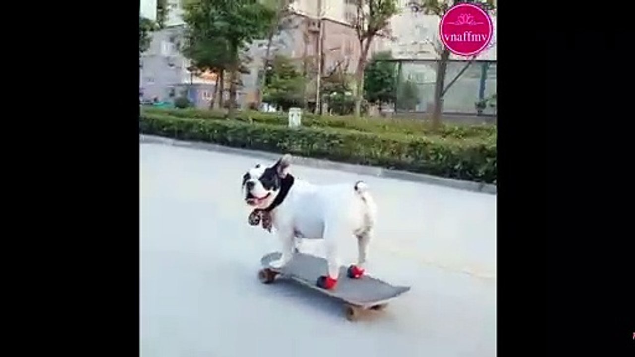 animal dog funny