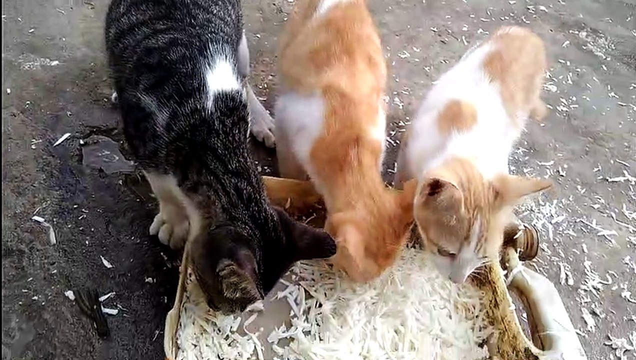 cat eating  really funny