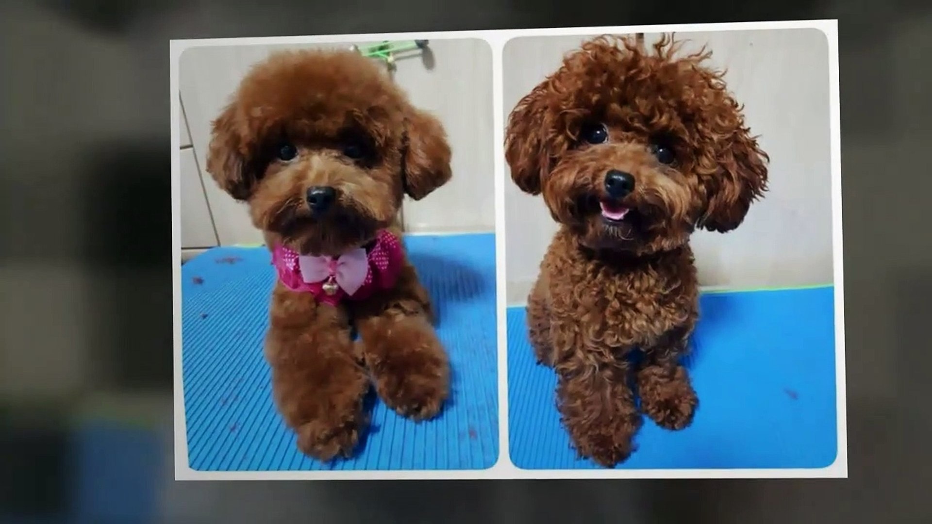 poodle cuts toy