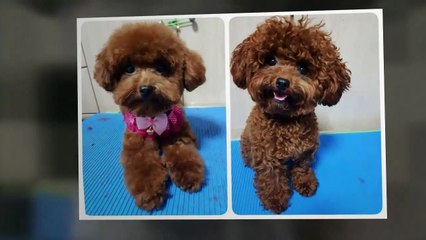 Toy Poodle Haircuts