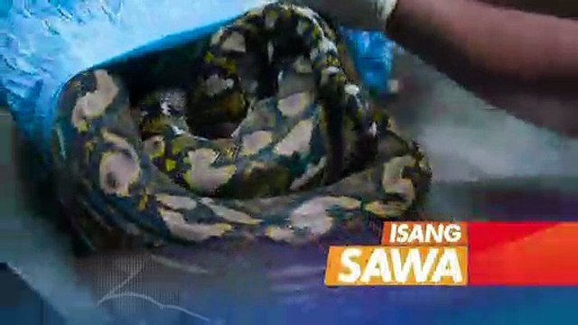 Born to be Wild: Sawa na may bukol sa katawan, posible pa nga bang maibalik sa wild?
