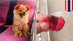 Telinga anjing Pomeranian ‘jatuh’ setelah dicat warna merah neon - TomoNews