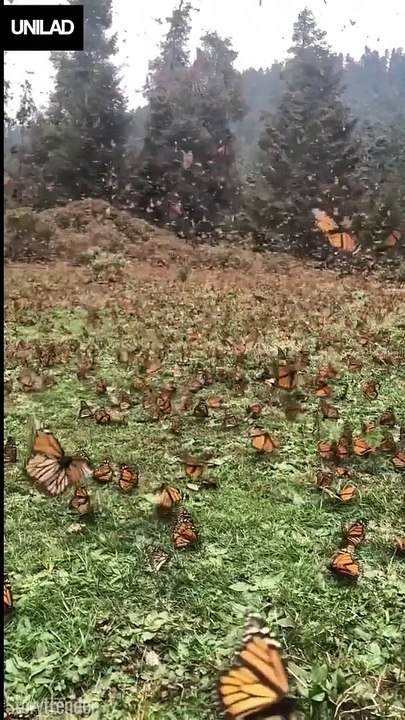 Cette vidéo en ultra-ralenti de milliers de papillons monarques dans un champ Mexicain est littéralement époustouflante