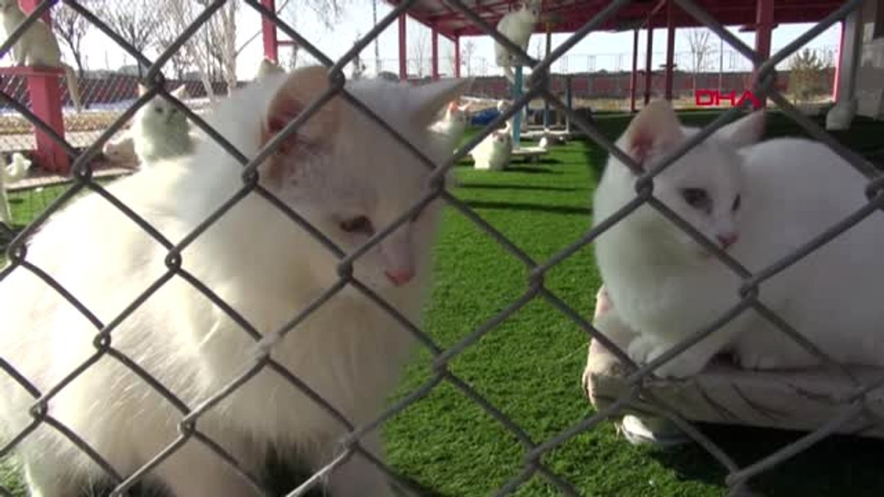 Van 2019 Yılının İlk Van Kedileri Doğdu