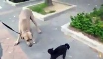 Yavrularını köpekten kurtaran kedi