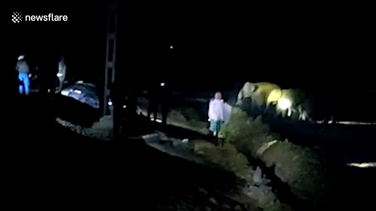 Herd of elephants refuses to leave calf that fell into a ditch in India