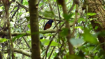 How to catch wild white-rumped shama birds
