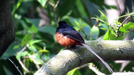 White-rumped shama