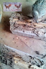 Hungry Quail vs Yummy Termites