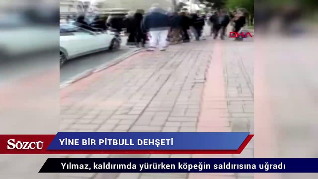 Yine bir pitbull dehşeti! Çevredekiler kurtardı