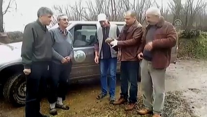 Fındık bahçesinde bulunan yaralı şahin tedavi altına alındı - ORDU