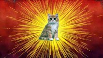 Konuşan Kediler 5 - En Komik Videolar