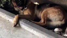 Découvrez ce chien féneant qui est sans problème !!