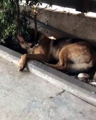 Découvrez ce chien féneant qui est sans problème !!