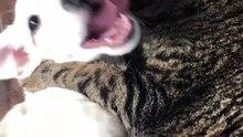 Folle amitié entre ce chien et ce chat !! Ils sont trop mignons