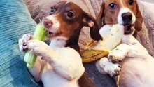 Ils sont trop adorables ce chiens qui dégustent la banane !!