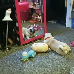 Découvrez l'attitude étrange de chien en face du mirroir !!