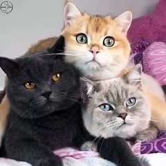 Très grande complicité entre ces trois chats !!