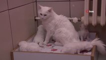Van Kedileri Bu Yıl Erken Doğum Yaptı