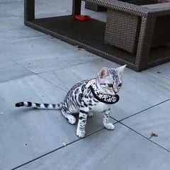 Qu'il adorable ce mignon chat !! Regarder...