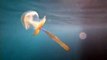 Un plongeur découvre une méduse rare et magnifique