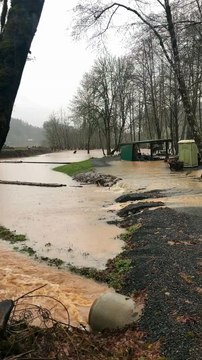 Des dizaines de cerfs essaient d'échapper à une inondation dans l'Oregon