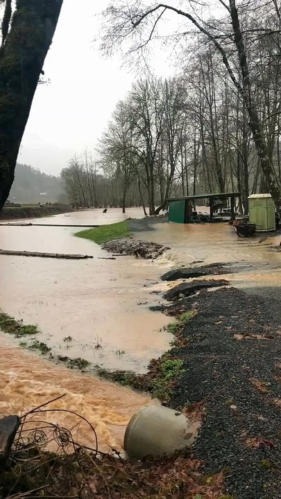 Des dizaines de cerfs essaient d'échapper à une inondation dans l'Oregon