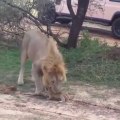 La preuve que les lions sont aussi de bons papas