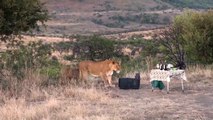 Quand une famille de lions se joint au diner de touristes en plein safari