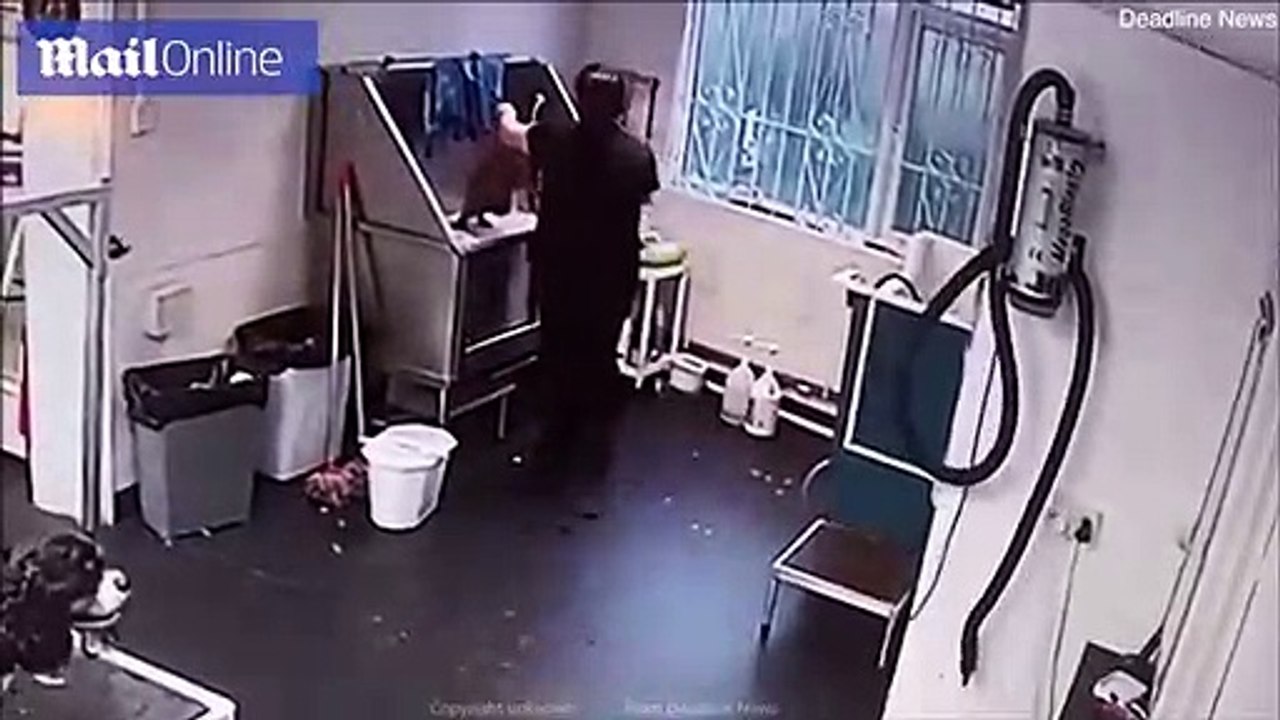 Une employée d'un salon de toilettage maltraite un chien