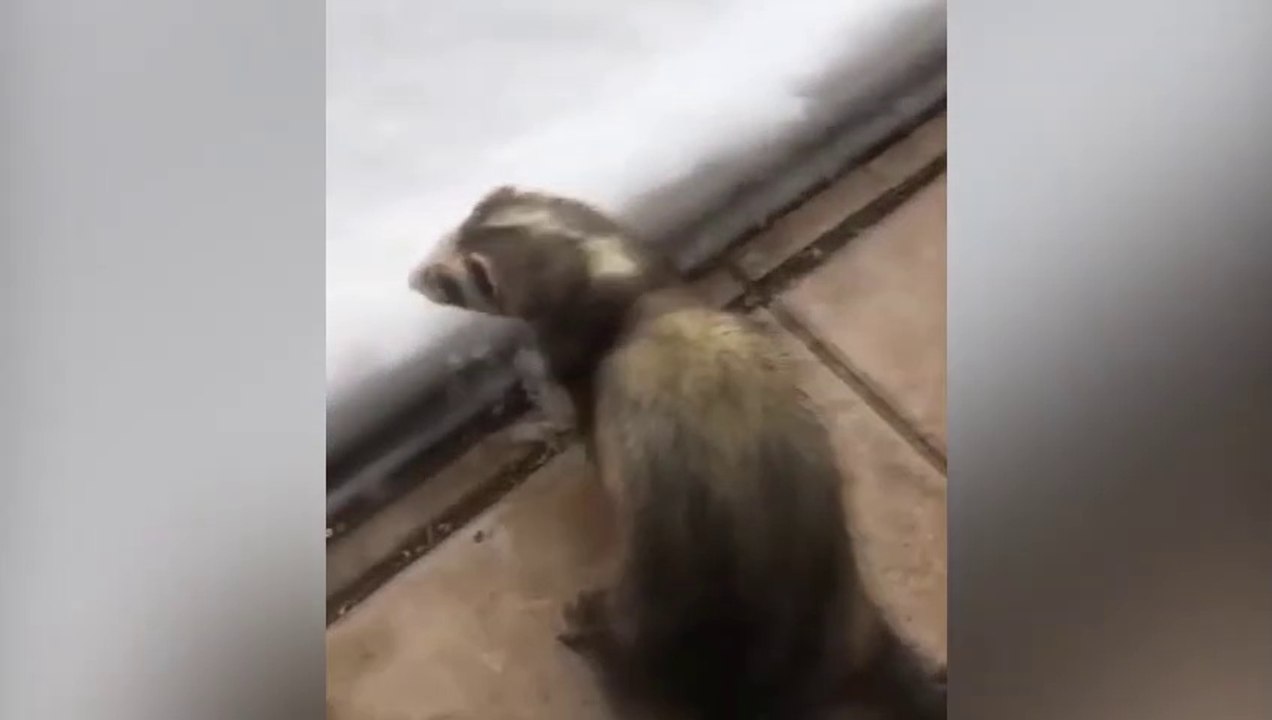 Un furet découvre la neige !