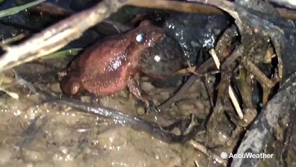 Listen to spring peeper frogs chirping at sunset