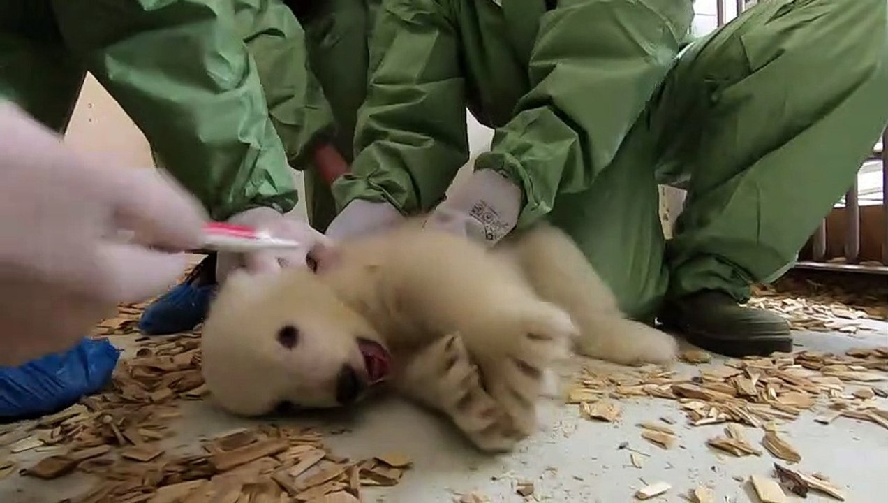 Eisbärnachwuchs in Berlin: Es ist ein Mädchen!