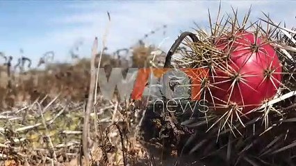 Creeping" cactus in Mexico endangered