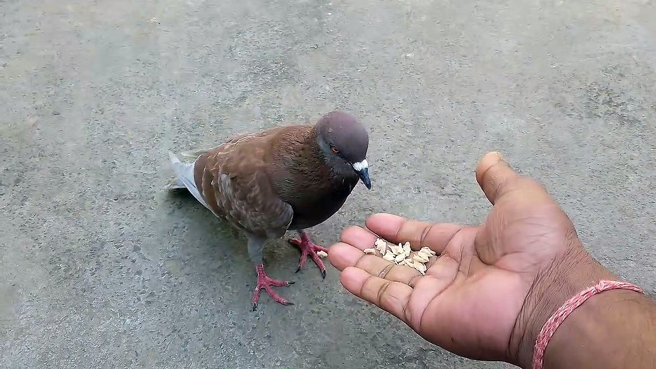 One pigeons  eat food with hands. Une  colombe  mange de la nourriture avec les mains.