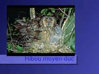 Hibou moyen duc