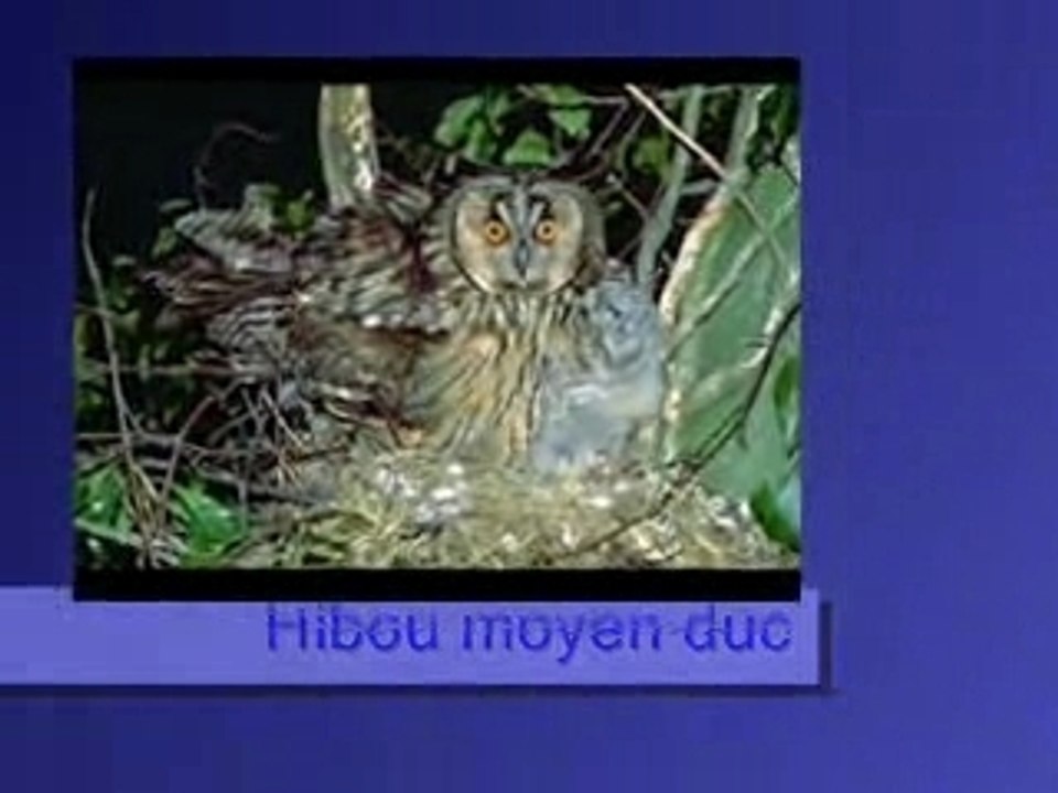 Hibou moyen duc
