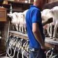 How amazing, modern style of getting milk from goat...