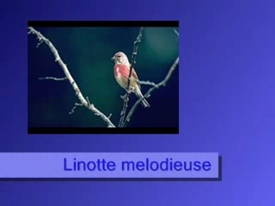 Linotte melodieuse