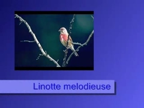 Linotte melodieuse