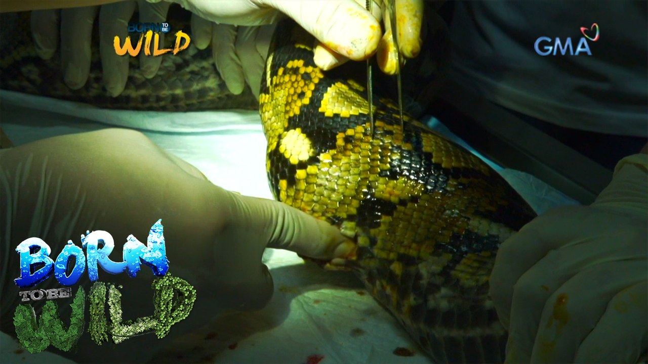 Born to Be Wild: Reticulated python undergoes lump removal procedure