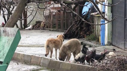 Gelin geldiği köyün muhtarı olmak istiyor - MANİSA