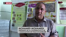 L'huile de figue de barbarie : un business qui fonctionne en Algérie