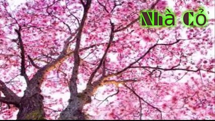 Audio đam mỹ [Chương 29-32] Nhiếp Chính Vương.