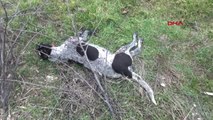 Çorum Tüfekle Öldürülen Köpeğe Sahibi Değil, Hayvan Hakları Temsilcileri Sahip Çıktı