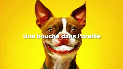 Cette chienne a une bouche dans l'oreille