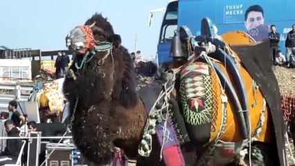 Deve güreşleri ilgi gördü - ANTALYA